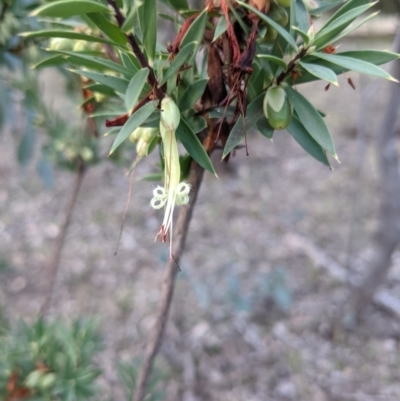 Styphelia triflora (Five-corners) at Watson, ACT - 7 Jun 2021 by WalterEgo