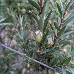 Styphelia triflora at Watson, ACT - 7 Jun 2021