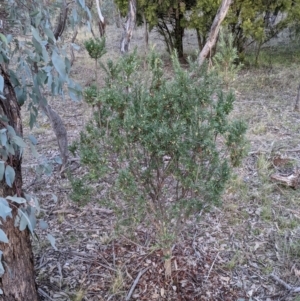 Styphelia triflora at Watson, ACT - 7 Jun 2021