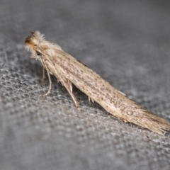 Bedellia somnulentella (Sweet Potato Leaf Miner) at Melba, ACT - 21 Oct 2020 by Bron
