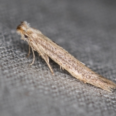 Bedellia somnulentella (Sweet Potato Leaf Miner) at Melba, ACT - 21 Oct 2020 by Bron