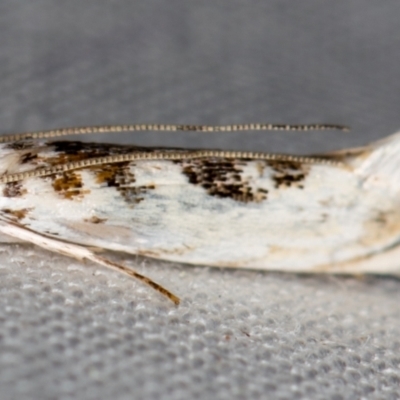 Gracillariidae (family) (A leafminer moth) at Melba, ACT - 20 Oct 2020 by Bron