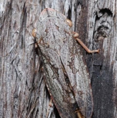 Stenocotis depressa (Leafhopper) at ANBG - 8 Jun 2021 by TimL