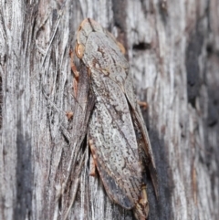 Stenocotis depressa at Downer, ACT - 8 Jun 2021