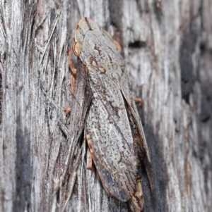 Stenocotis depressa at Downer, ACT - 8 Jun 2021 11:17 AM