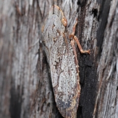 Stenocotis depressa at Downer, ACT - 8 Jun 2021 11:17 AM