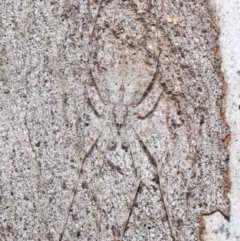 Tamopsis sp. (genus) (Two-tailed spider) at Acton, ACT - 21 May 2021 by TimL