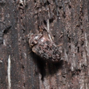 Eurhopalus sp. (genus) at Acton, ACT - 8 Jun 2021