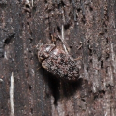 Eurhopalus sp. (genus) (Dermestid beetle) at Acton, ACT - 8 Jun 2021 by TimL