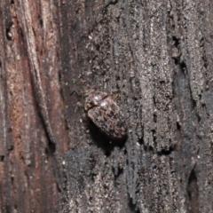 Eurhopalus sp. (genus) at Acton, ACT - 8 Jun 2021