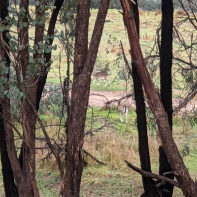 Dama dama (Fallow Deer) at Albury - 9 Jun 2021 by ChrisAllen