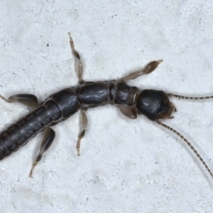 Metoligotoma sp. (genus) at Ainslie, ACT - 2 Jun 2021