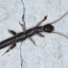 Metoligotoma sp. (genus) at Ainslie, ACT - 2 Jun 2021 07:33 PM