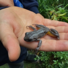 Litoria peronii (Peron's Tree Frog, Emerald Spotted Tree Frog) at Pambula Preschool - 10 Jun 2021 by elizabethgleeson