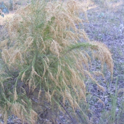 Cassinia sifton (Sifton Bush, Chinese Shrub) at Red Hill Nature Reserve - 31 May 2021 by MichaelMulvaney