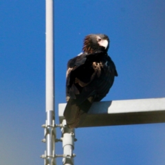 Aquila audax (Wedge-tailed Eagle) at Springdale Heights, NSW - 10 Jun 2021 by PaulF