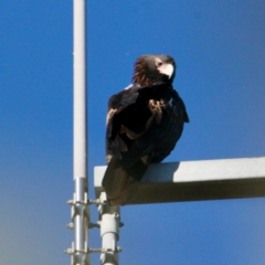 Aquila audax (Wedge-tailed Eagle) at Springdale Heights, NSW - 10 Jun 2021 by PaulF