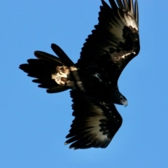 Aquila audax at Springdale Heights, NSW - 10 Jun 2021