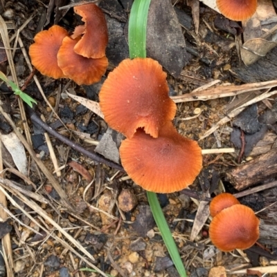 Laccaria sp. (Laccaria) at Murrumbateman, NSW - 10 Jun 2021 by SimoneC