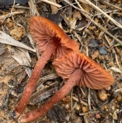 Laccaria sp. at Murrumbateman, NSW - 10 Jun 2021 11:45 AM