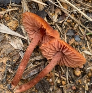 Laccaria sp. at Murrumbateman, NSW - 10 Jun 2021 11:45 AM