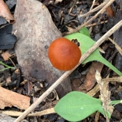 Laccaria sp. at Murrumbateman, NSW - 10 Jun 2021