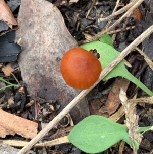 Laccaria sp. at Murrumbateman, NSW - 10 Jun 2021 11:45 AM