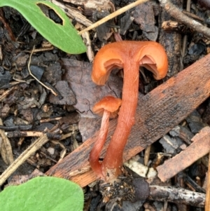 Laccaria sp. at Murrumbateman, NSW - 10 Jun 2021