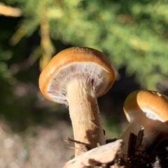 Cortinarius sp. (Cortinarius) at Murrumbateman, NSW - 22 May 2021 by SimoneC