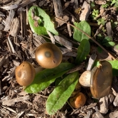 Cortinarius sp. at Murrumbateman, NSW - 22 May 2021 11:49 AM