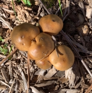 Cortinarius sp. at Murrumbateman, NSW - 22 May 2021 11:49 AM