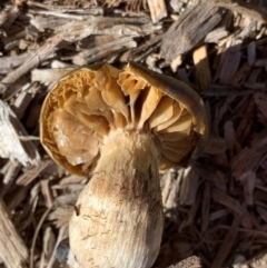 Cortinarius sp. at Murrumbateman, NSW - 22 May 2021 11:49 AM