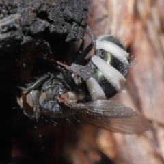 Entomophthora sp. (genus) (Puppeteer Fungus) at Acton, ACT - 10 Jun 2021 by TimL