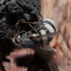 Entomophthora sp. (genus) at Acton, ACT - 10 Jun 2021