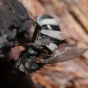 Entomophthora sp. (genus) at Acton, ACT - 10 Jun 2021