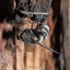 Entomophthora sp. (genus) at Acton, ACT - 10 Jun 2021