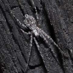 Tamopsis fickerti (Two-tailed spider) at Downer, ACT - 10 Jun 2021 by TimL