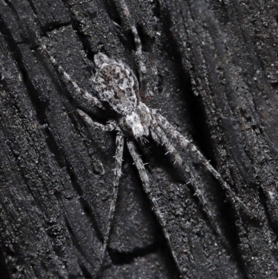 Tamopsis fickerti (Two-tailed spider) at ANBG - 10 Jun 2021 by TimL