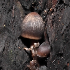 Mycena sp. (Mycena) at ANBG - 10 Jun 2021 by TimL