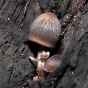 Mycena sp. at Acton, ACT - 10 Jun 2021