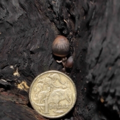 Mycena sp. at Acton, ACT - 10 Jun 2021