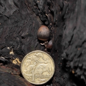 Mycena sp. at Acton, ACT - 10 Jun 2021