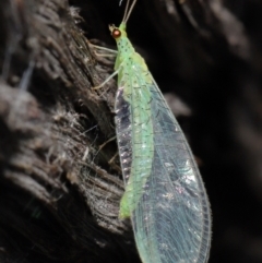 Apertochrysa edwardsi (A Green Lacewing) at ANBG - 10 Jun 2021 by TimL