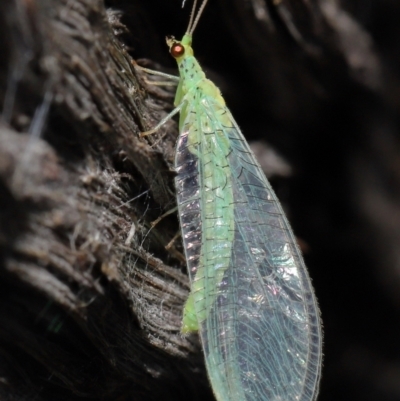 Apertochrysa edwardsi (A Green Lacewing) at Downer, ACT - 10 Jun 2021 by TimL