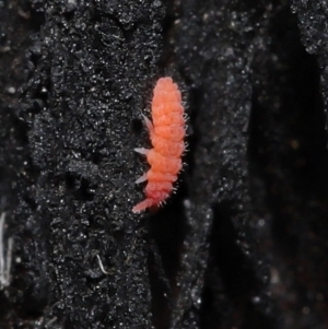 Hypogastrura sp. (genus) at Acton, ACT - 10 Jun 2021 12:22 PM