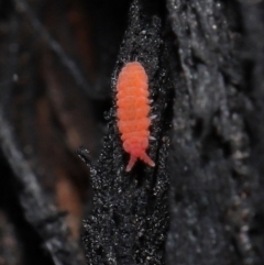 Hypogastrura sp. (genus) at Acton, ACT - 10 Jun 2021 12:22 PM