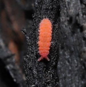 Hypogastrura sp. (genus) at Acton, ACT - 10 Jun 2021 12:22 PM