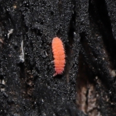Hypogastrura sp. (genus) at Acton, ACT - 10 Jun 2021