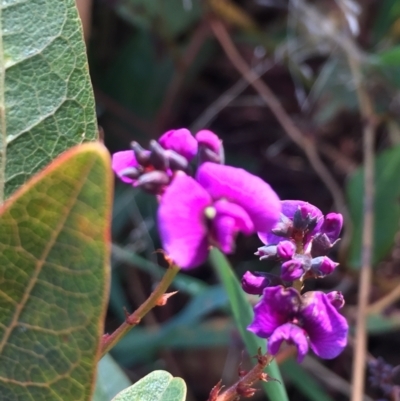 Hardenbergia violacea (False Sarsaparilla) at Sullivans Creek, Lyneham South - 8 Jun 2021 by JaceWT