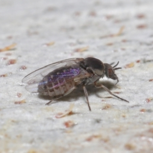 Ceratopogonidae (family) at Acton, ACT - 10 Jun 2021